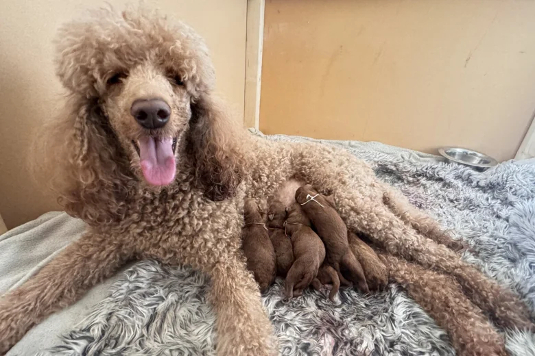 Poodle