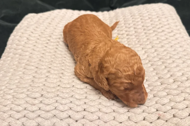 Poodle
