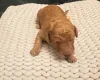 Poodle