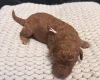 Poodle