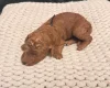 Poodle