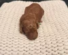 Poodle