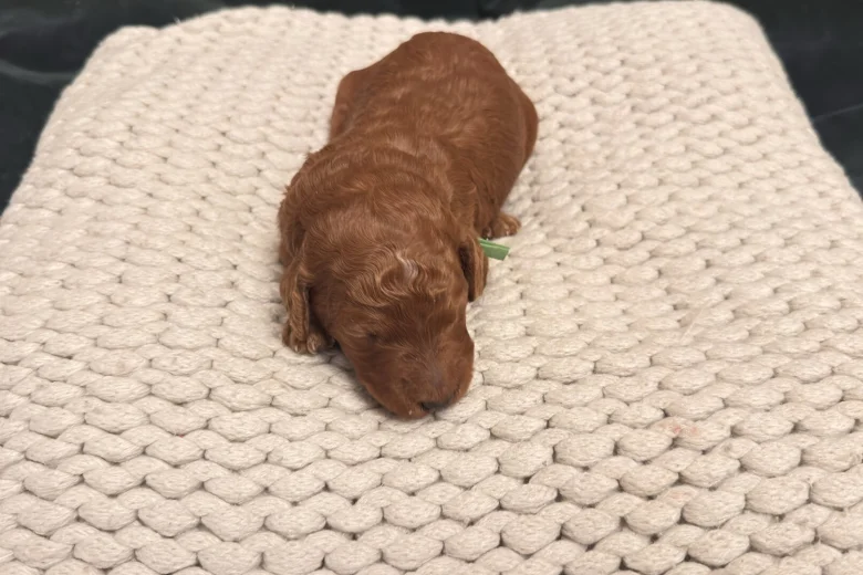 Poodle