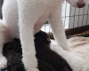 Poodle