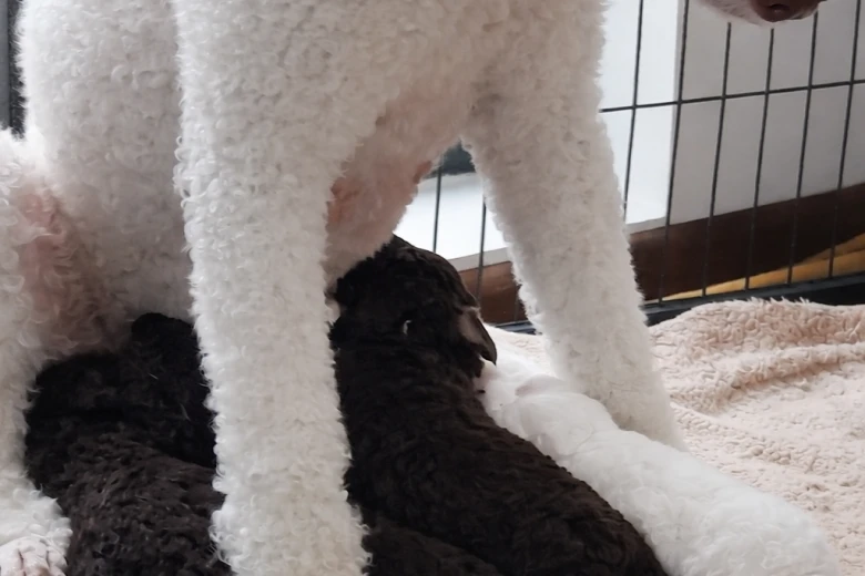Poodle