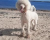 Poodle