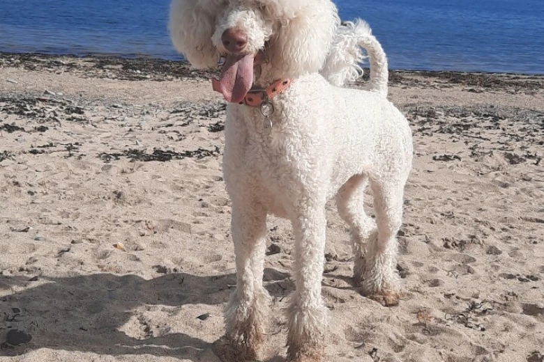 Poodle
