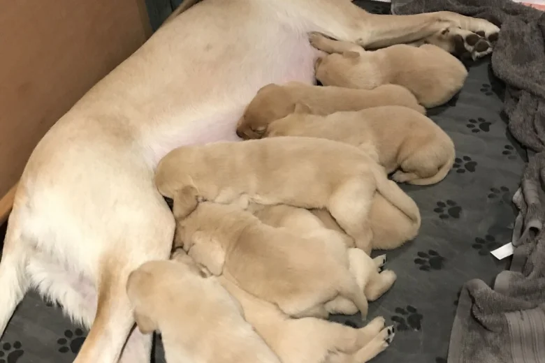 Labrador Retriever