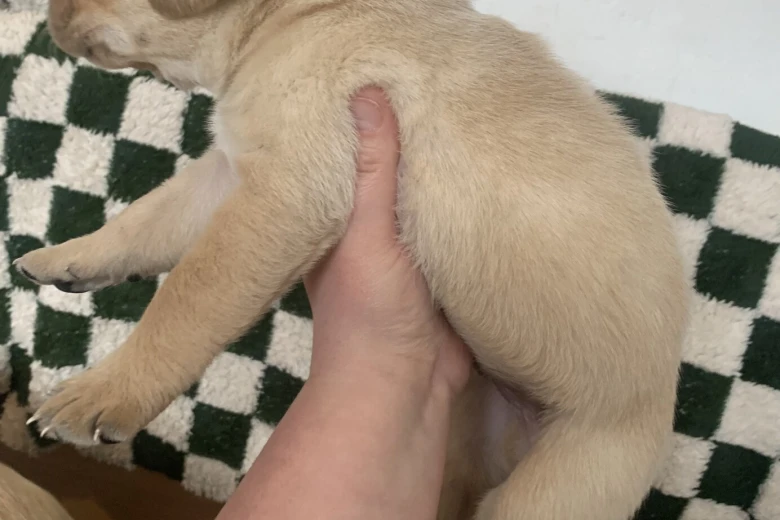 Labrador Retriever