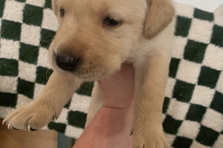 Labrador Retriever