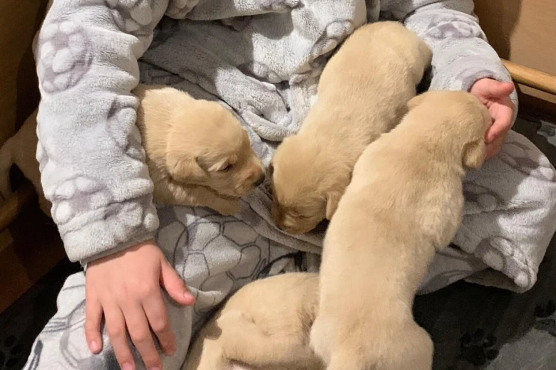 Labrador Retriever