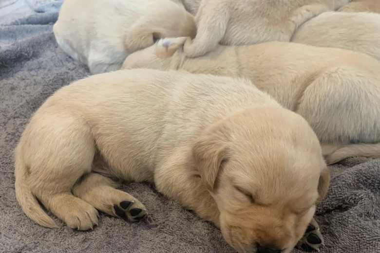 Labrador Retriever