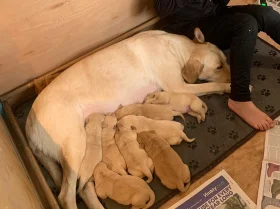 Labrador Retriever