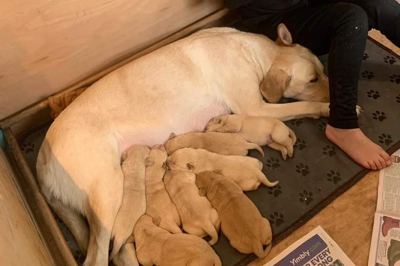 Labrador Retriever