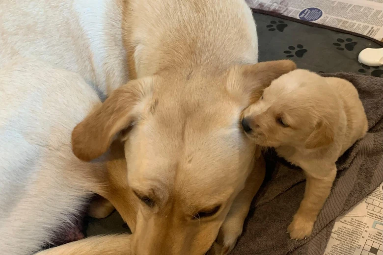 Labrador Retriever