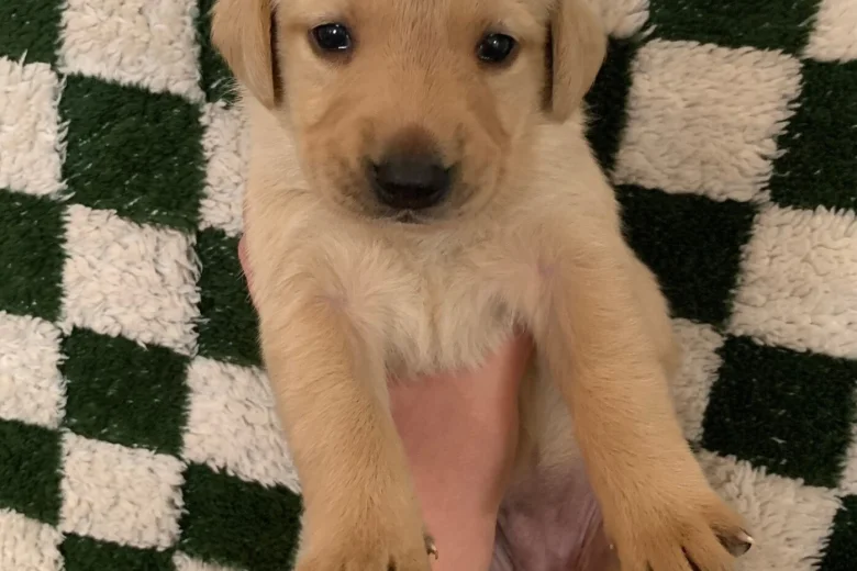 Labrador Retriever