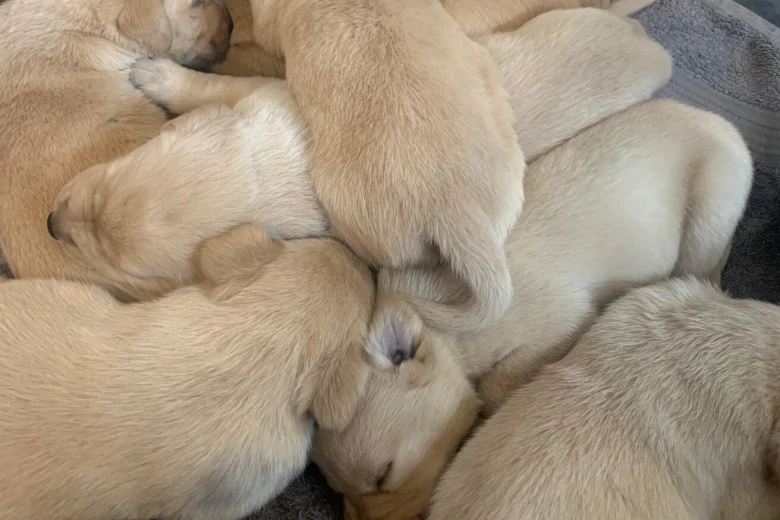Labrador Retriever