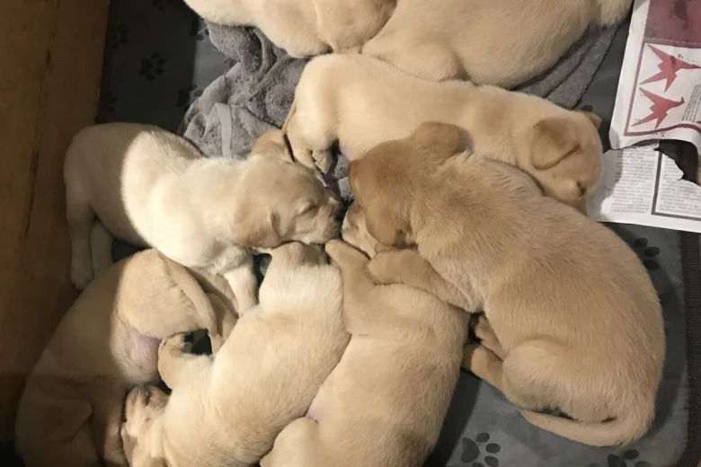 Labrador Retriever
