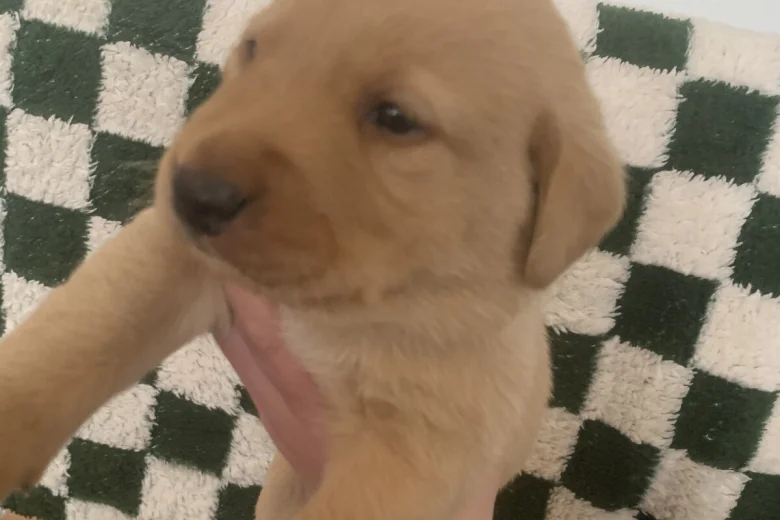 Labrador Retriever