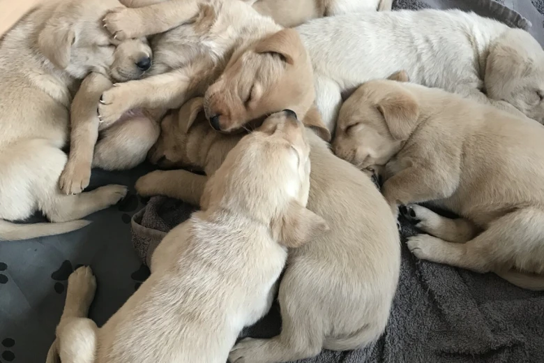 Labrador Retriever