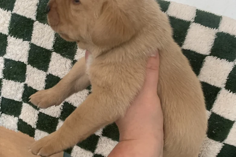 Labrador Retriever