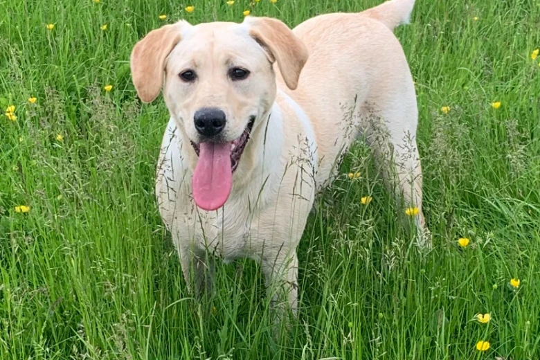 Labrador Retriever