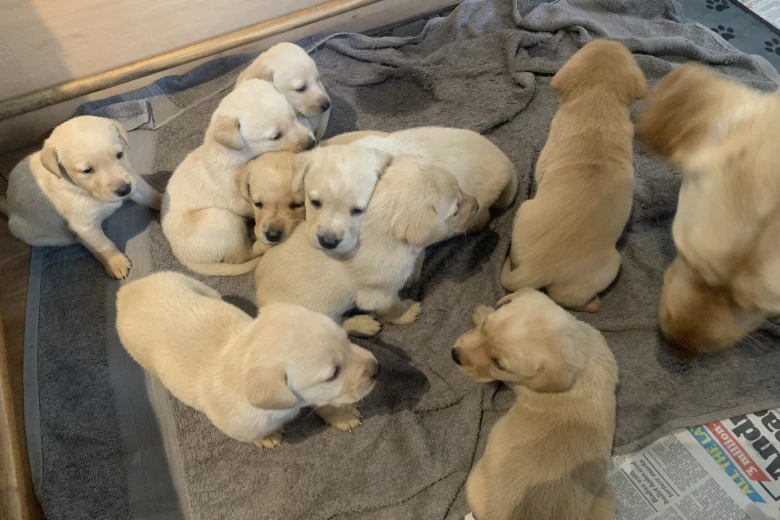 Labrador Retriever