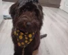 Cockapoo