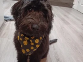 Cockapoo