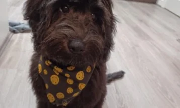 Cockapoo