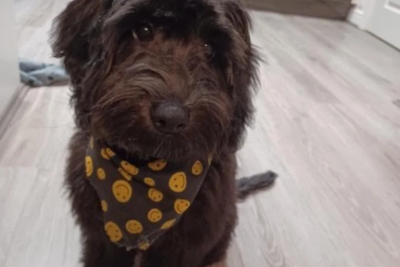Cockapoo