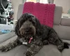 Cockapoo