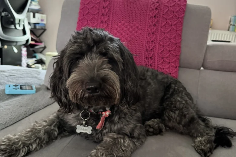Cockapoo