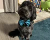 Cockapoo