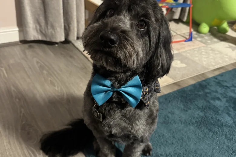 Cockapoo