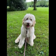 Goldendoodle