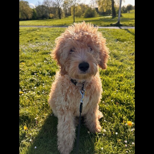 Goldendoodle
