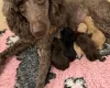 Labradoodle