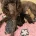 Labradoodle