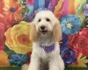 Labradoodle
