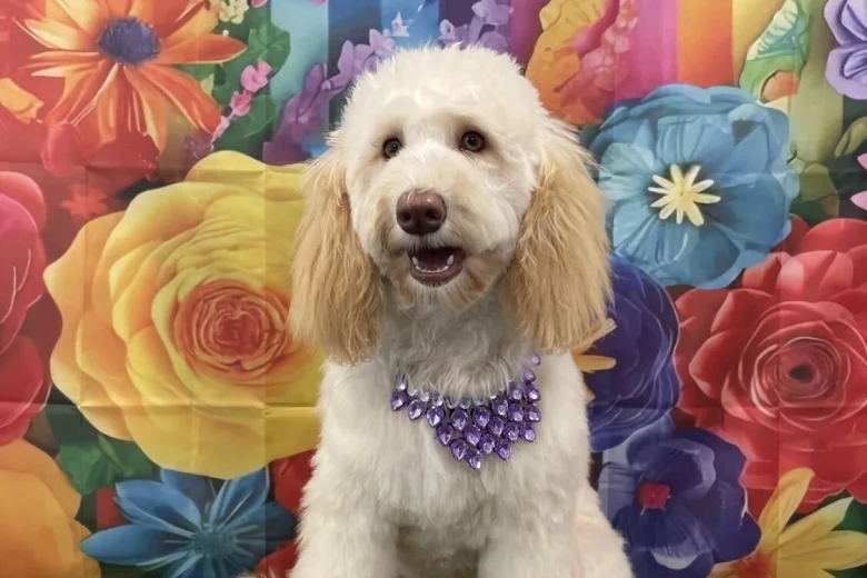 Labradoodle