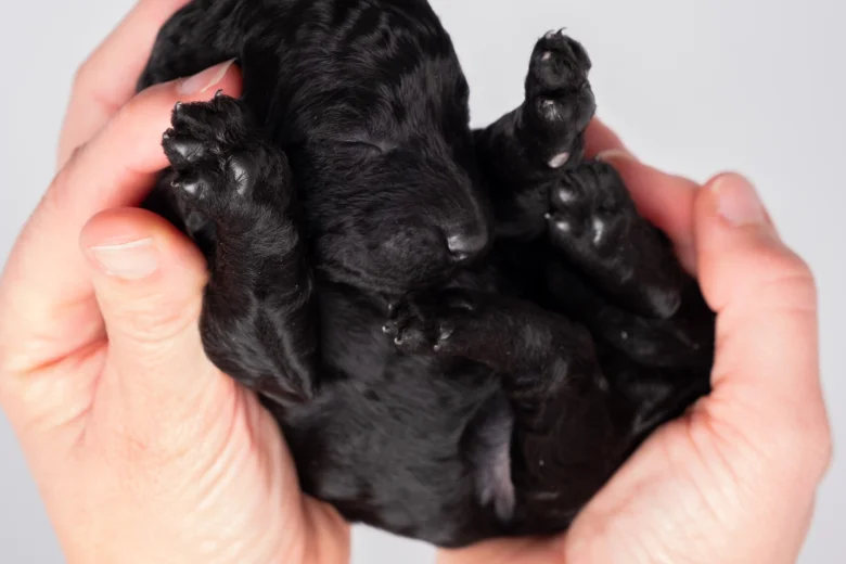 Labradoodle