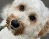 Labradoodle