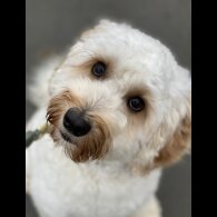 Labradoodle