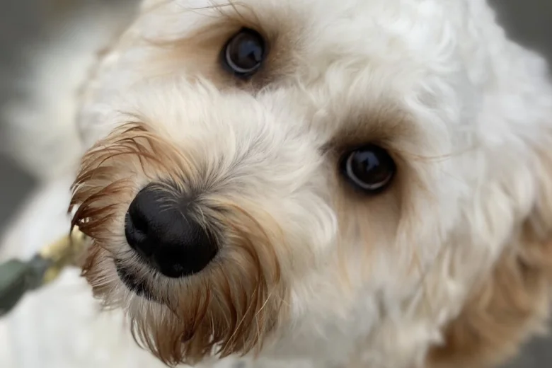Labradoodle