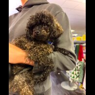 Toy Poodle