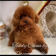 Toy Poodle