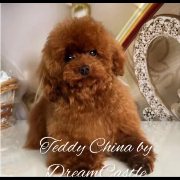 Toy Poodle