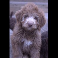 Labradoodle