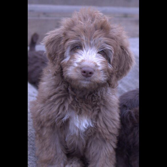 Labradoodle